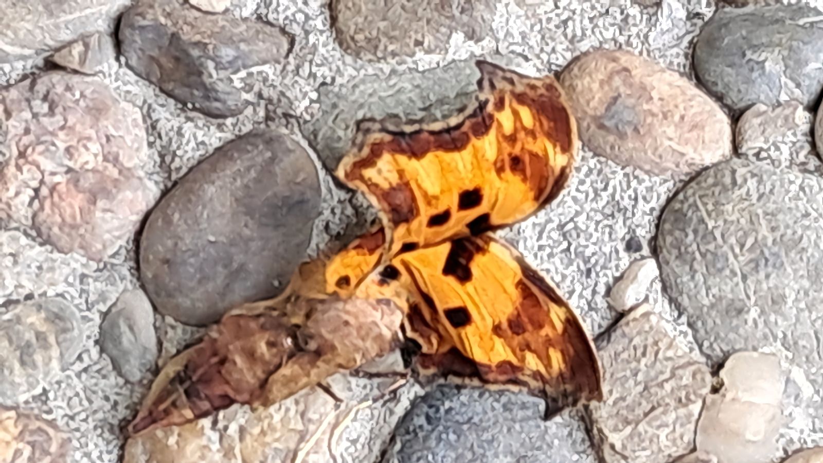 Der gereifte Schmetterling (999)